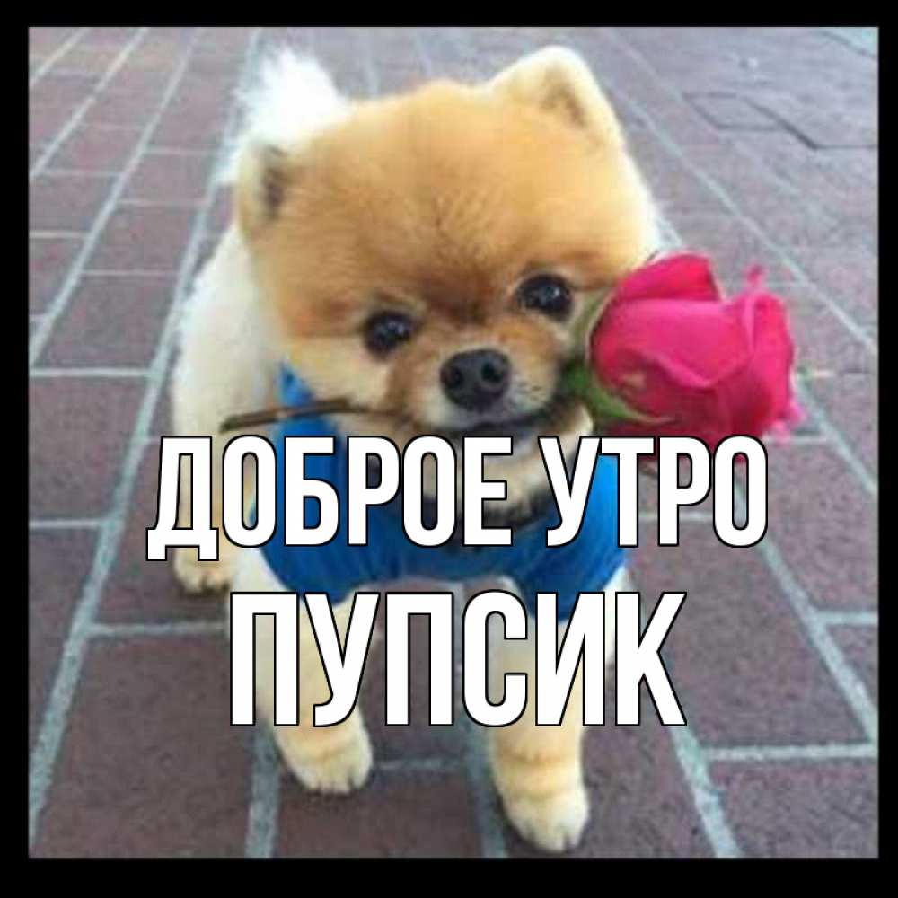 Открытка на каждый день с именем, пупсик Доброе утро роза в зубах Прикольная открытка с пожеланием онлайн скачать бесплатно 