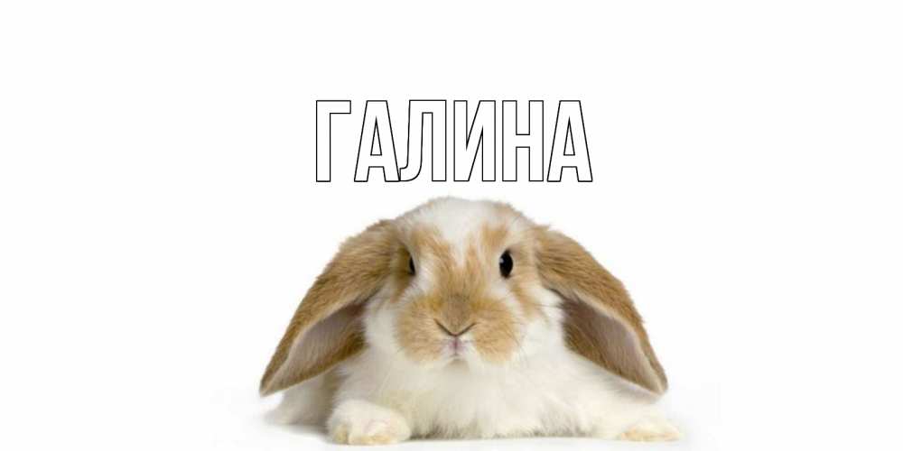 Открытка на каждый день с именем, Галина Главная вислоухий кролик белого и коричневого цвета Прикольная открытка с пожеланием онлайн скачать бесплатно 