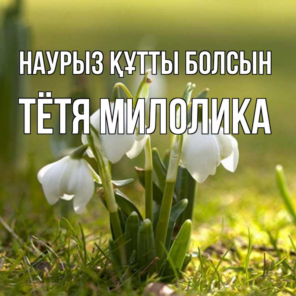 Открытка на каждый день с именем, Тётя-Милолика Наурыз құтты болсын ранние цветы 2 Прикольная открытка с пожеланием онлайн скачать бесплатно 
