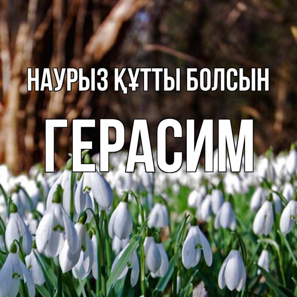 Открытка на каждый день с именем, Герасим Наурыз құтты болсын с подснежниками 1 Прикольная открытка с пожеланием онлайн скачать бесплатно 