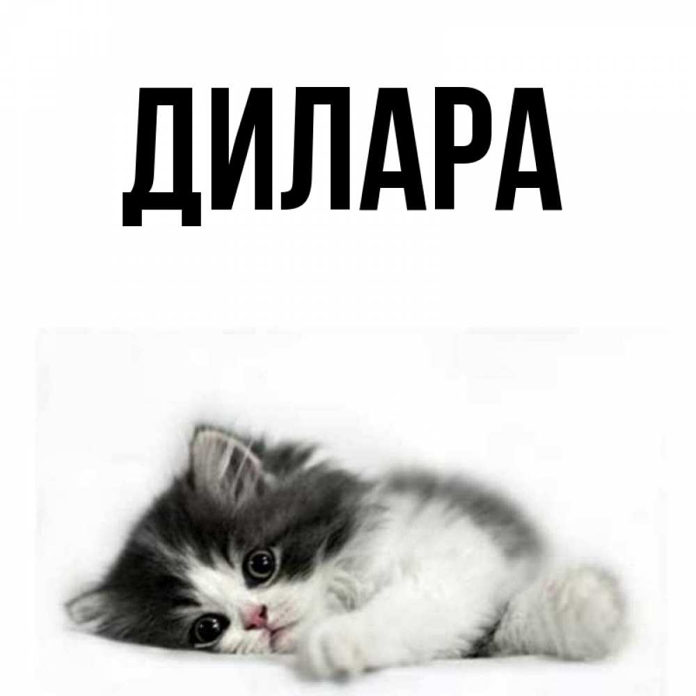 Открытка на каждый день с именем, Дилара Главная кот лапки Прикольная открытка с пожеланием онлайн скачать бесплатно 