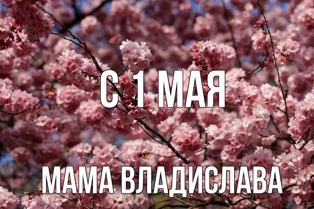 Открытка на каждый день с именем, Мама-Владислава С 1 мая С 1 мая Прикольная открытка с пожеланием онлайн скачать бесплатно 