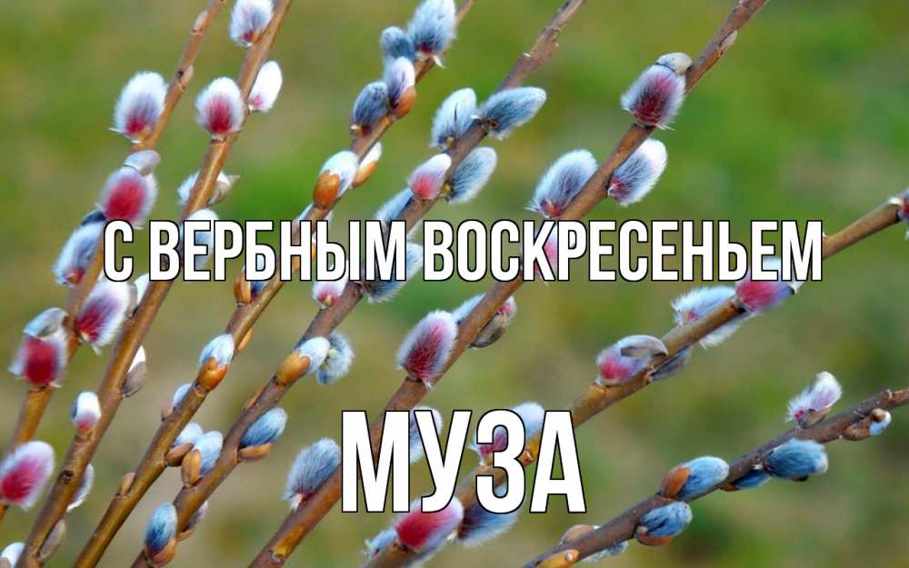 Открытка на каждый день с именем, Муза С вербным воскресеньем верба Прикольная открытка с пожеланием онлайн скачать бесплатно 