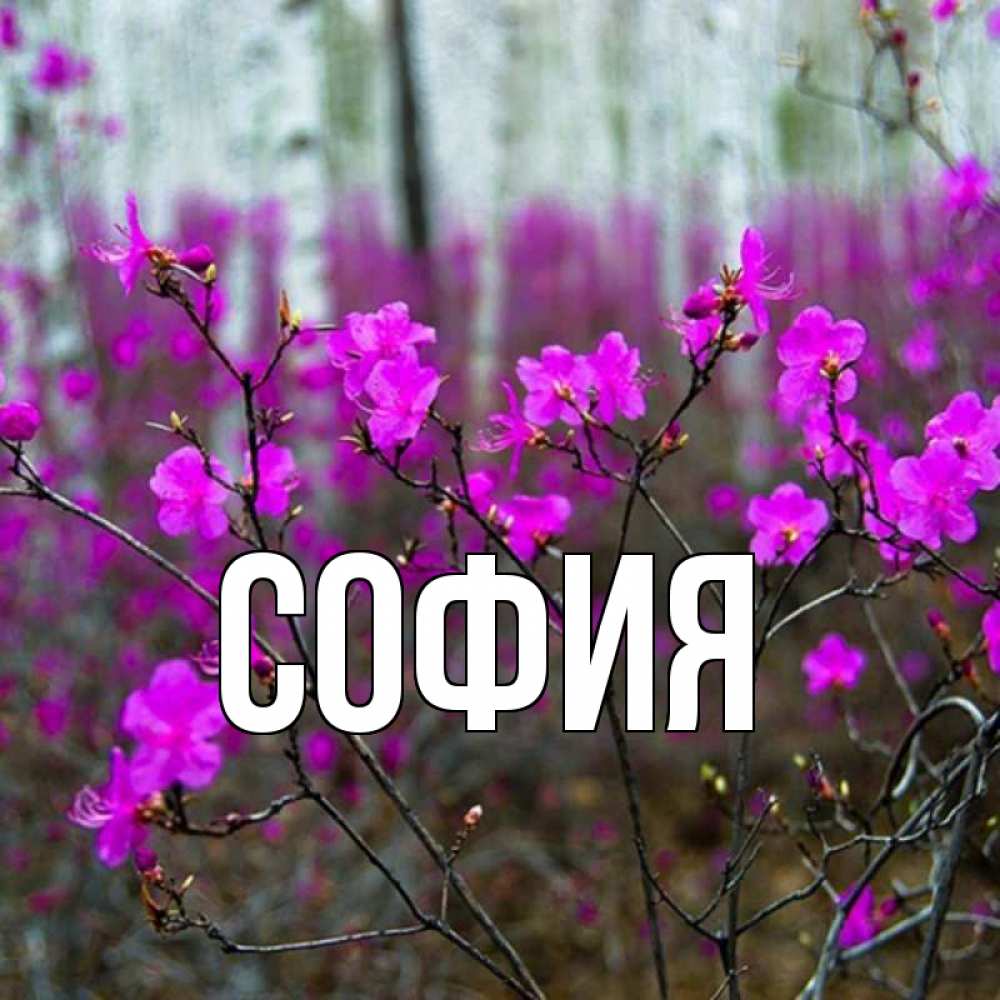 Открытка на каждый день с именем, София Главная дикие цветы Прикольная открытка с пожеланием онлайн скачать бесплатно 