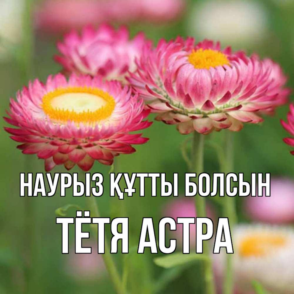 Открытка на каждый день с именем, Тётя-Астра Наурыз құтты болсын подарок на международный женский день Прикольная открытка с пожеланием онлайн скачать бесплатно 