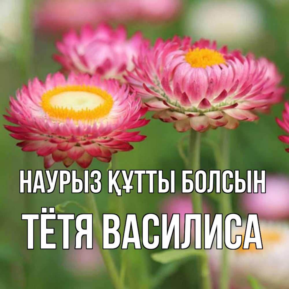Открытка на каждый день с именем, Тётя-Василиса Наурыз құтты болсын подарок на международный женский день Прикольная открытка с пожеланием онлайн скачать бесплатно 
