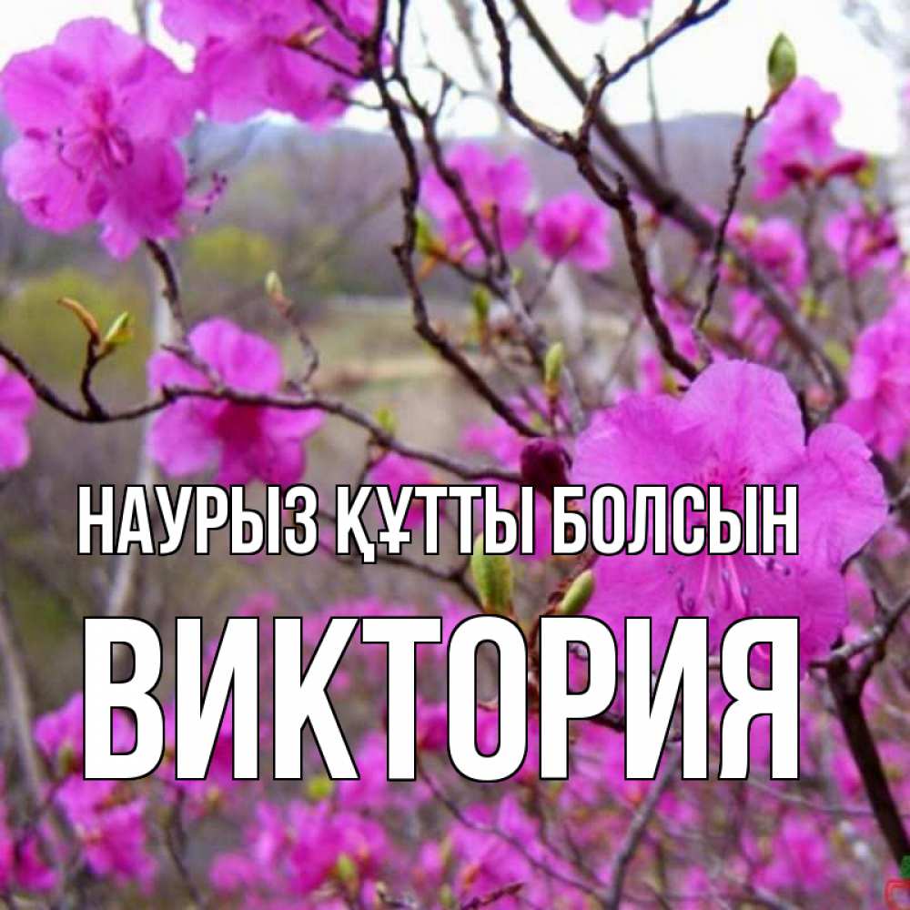 Открытка на каждый день с именем, Виктория Наурыз құтты болсын наурыз мейрамы кутты болсын Прикольная открытка с пожеланием онлайн скачать бесплатно 