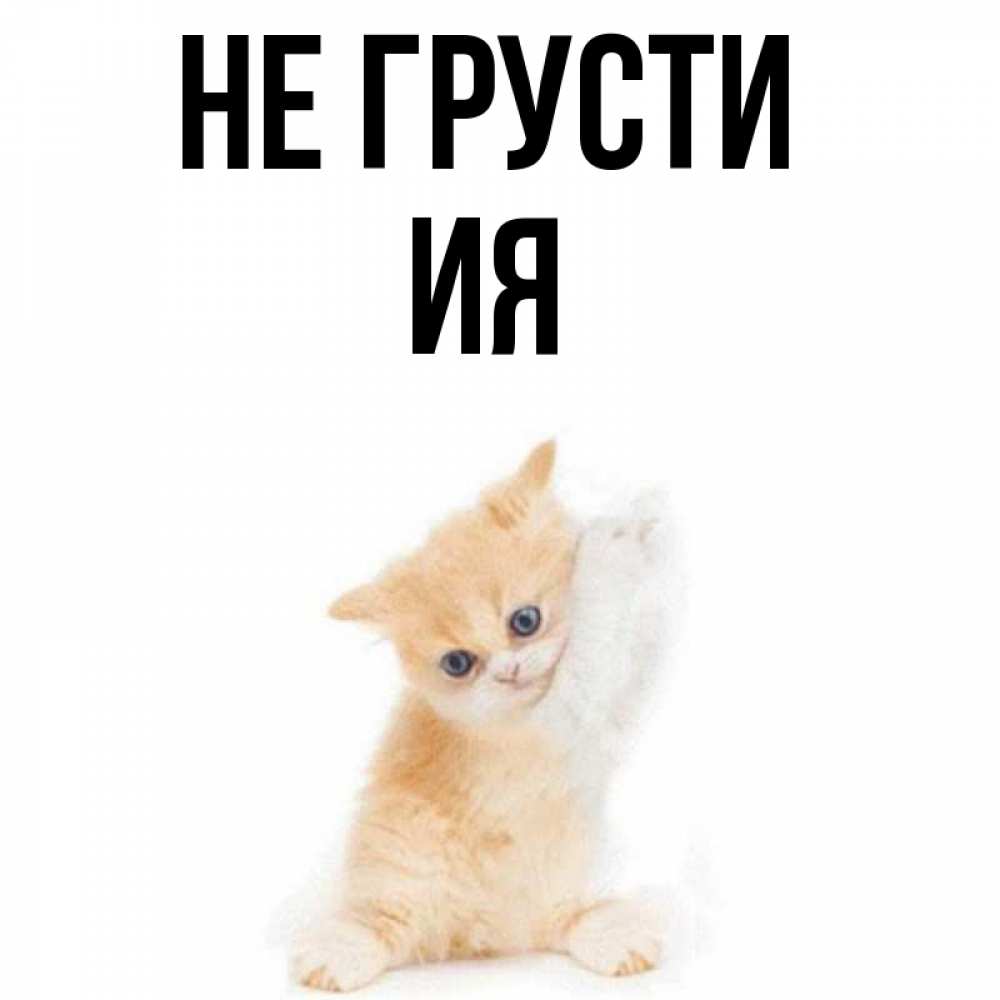 Открытка на каждый день с именем, Ия Не грусти просящий кот Прикольная открытка с пожеланием онлайн скачать бесплатно 