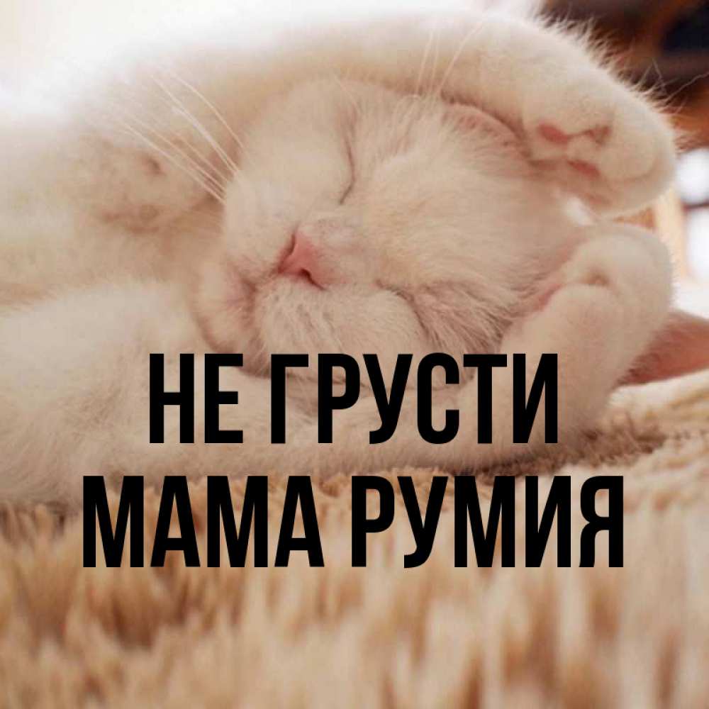 Открытка на каждый день с именем, Мама-Румия Не грусти Котенок спит Прикольная открытка с пожеланием онлайн скачать бесплатно 