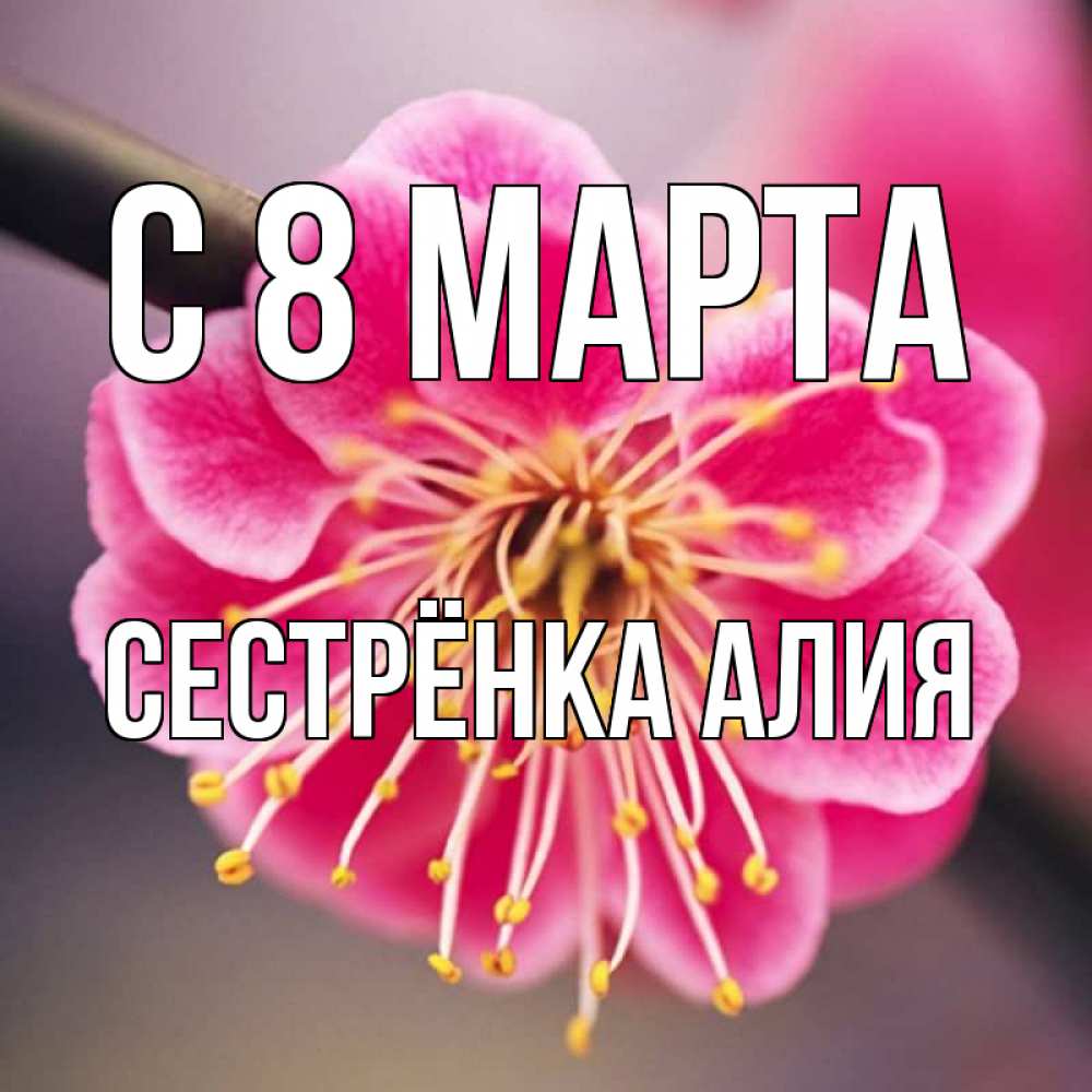 Открытка на каждый день с именем, Сестрёнка-Алия С 8 МАРТА цветы Прикольная открытка с пожеланием онлайн скачать бесплатно 