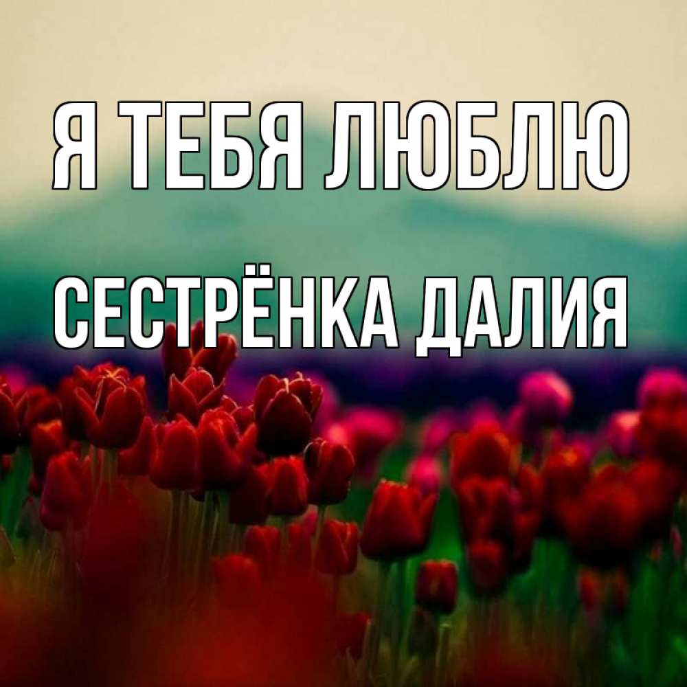 Открытка на каждый день с именем, Сестрёнка-Далия Я тебя люблю тюльпаны 4 Прикольная открытка с пожеланием онлайн скачать бесплатно 