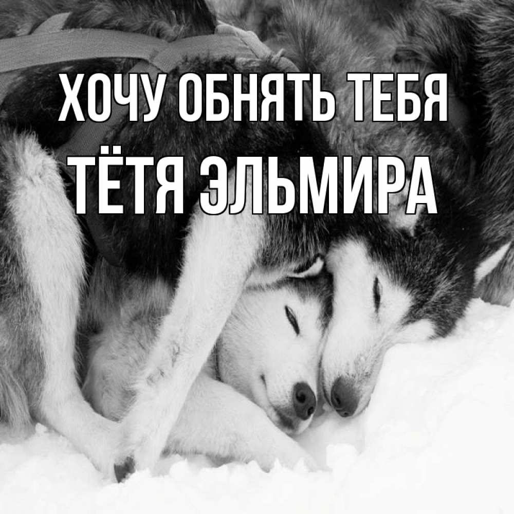Открытка на каждый день с именем, Тётя-Эльмира Хочу обнять тебя собачки в упряжке Прикольная открытка с пожеланием онлайн скачать бесплатно 