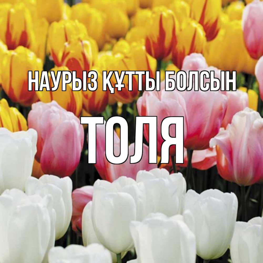 Открытка на каждый день с именем, Толя Наурыз құтты болсын разноцветные цветы Прикольная открытка с пожеланием онлайн скачать бесплатно 