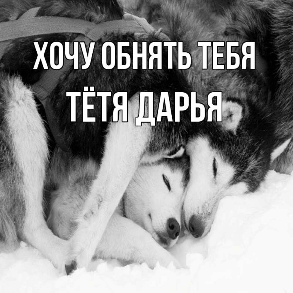 Открытка на каждый день с именем, Тётя-Дарья Хочу обнять тебя собачки в упряжке Прикольная открытка с пожеланием онлайн скачать бесплатно 