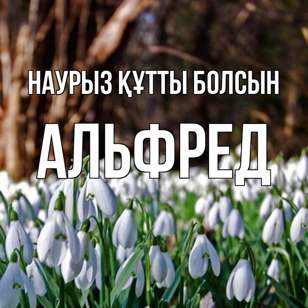 Открытка на каждый день с именем, Альфред Наурыз құтты болсын с подснежниками 1 Прикольная открытка с пожеланием онлайн скачать бесплатно 