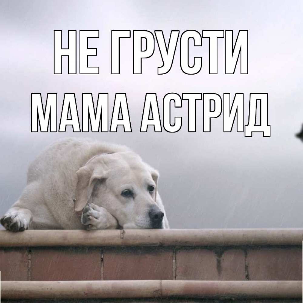Открытка на каждый день с именем, Мама-Астрид Не грусти белый пес 1 Прикольная открытка с пожеланием онлайн скачать бесплатно 