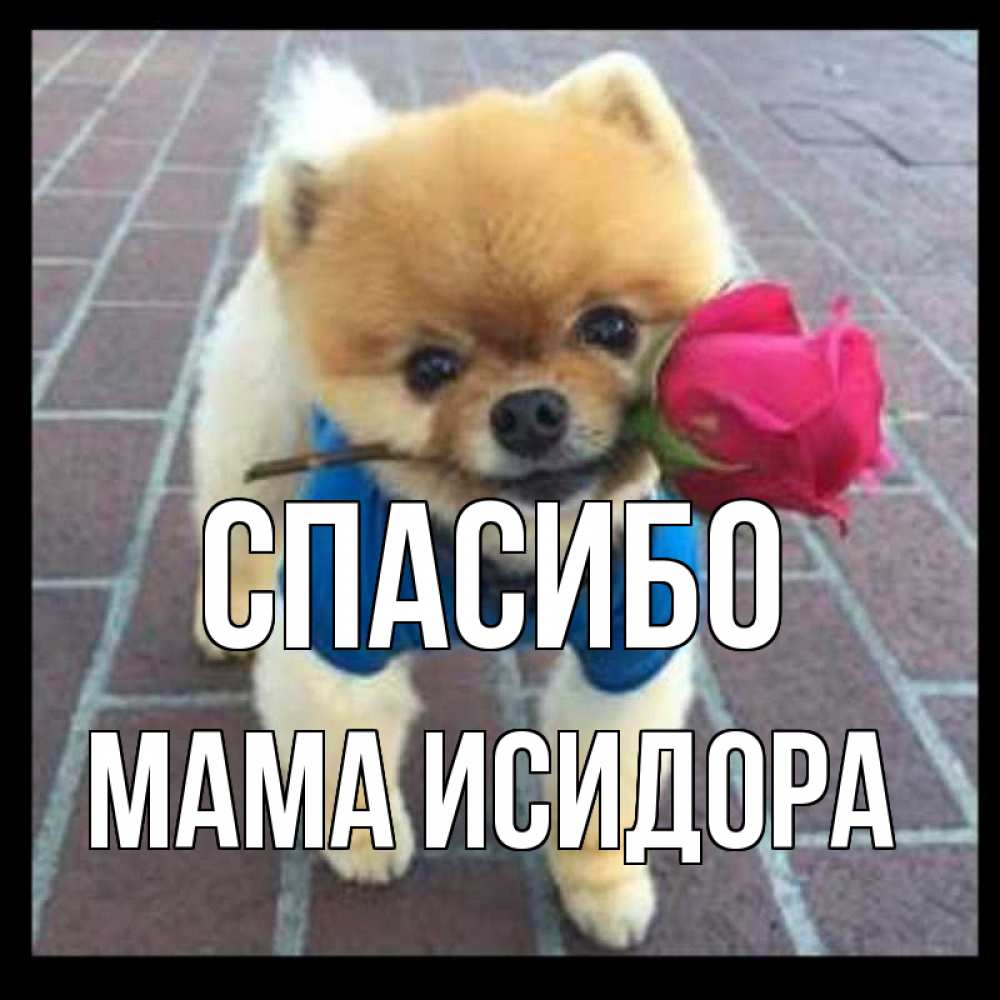 Открытка на каждый день с именем, Мама-Исидора Спасибо спасибо и дарю тебе цветок Прикольная открытка с пожеланием онлайн скачать бесплатно 