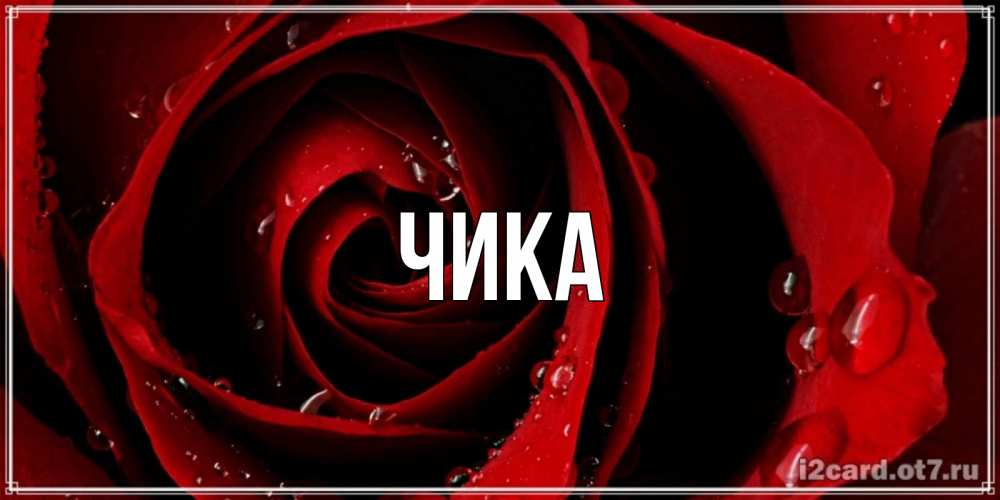 Открытка на каждый день с именем, Чика Главная крупная бордовая роза Прикольная открытка с пожеланием онлайн скачать бесплатно 