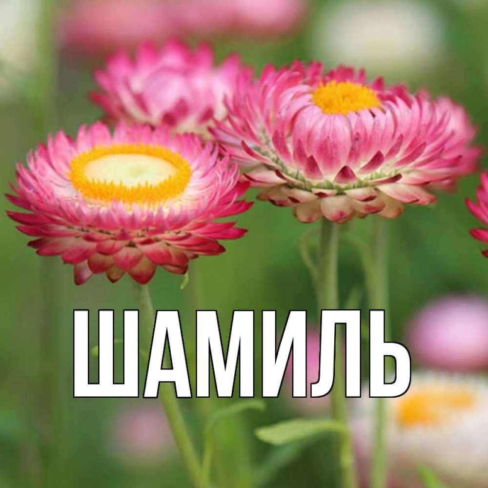 Открытка на каждый день с именем, Шамиль Главная подарок на международный женский день Прикольная открытка с пожеланием онлайн скачать бесплатно 