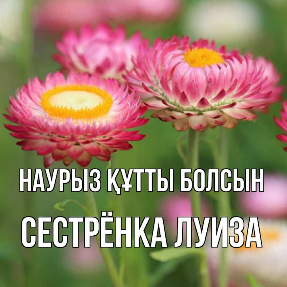 Открытка на каждый день с именем, Сестрёнка-Луиза Наурыз құтты болсын подарок на международный женский день Прикольная открытка с пожеланием онлайн скачать бесплатно 
