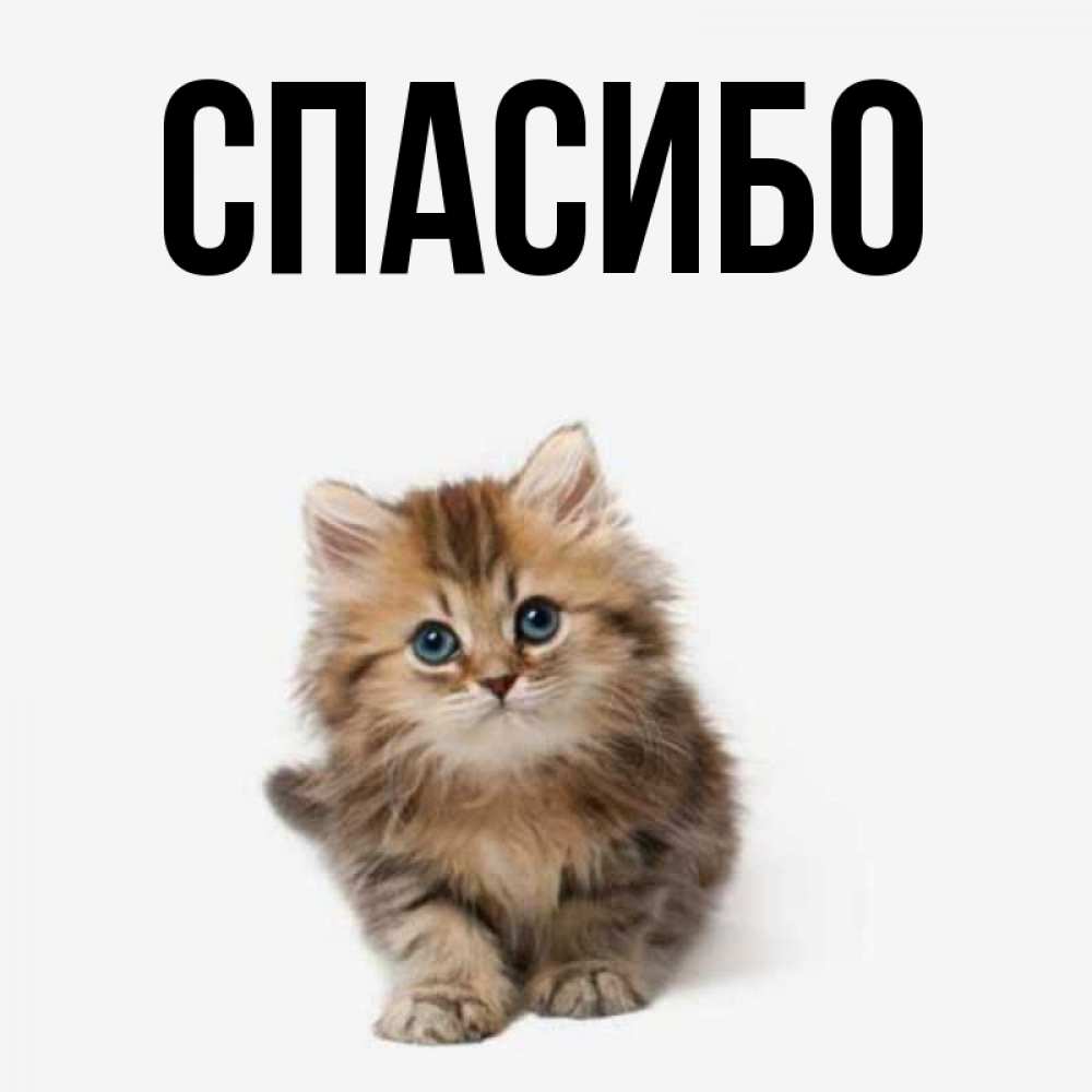Открытка на каждый день с именем, выберите-имя Спасибо пушистый котик Прикольная открытка с пожеланием онлайн скачать бесплатно 