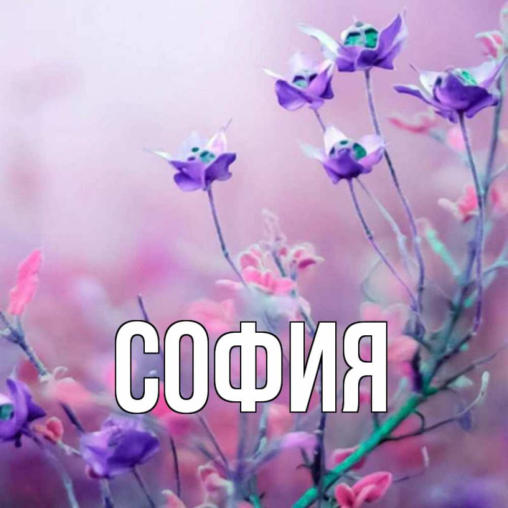 Открытка на каждый день с именем, София Главная международный женский день 2 Прикольная открытка с пожеланием онлайн скачать бесплатно 