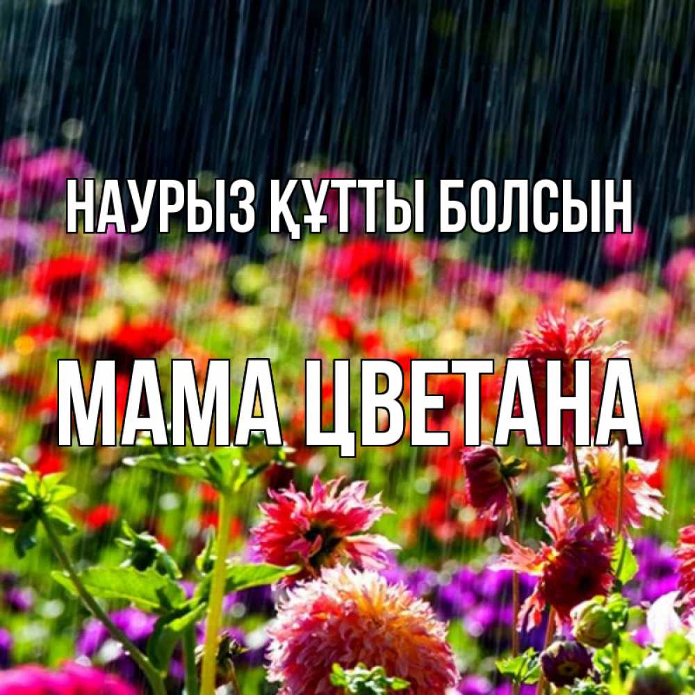 Открытка на каждый день с именем, Мама-Цветана Наурыз құтты болсын цветы под дождиком к наурызу Прикольная открытка с пожеланием онлайн скачать бесплатно 