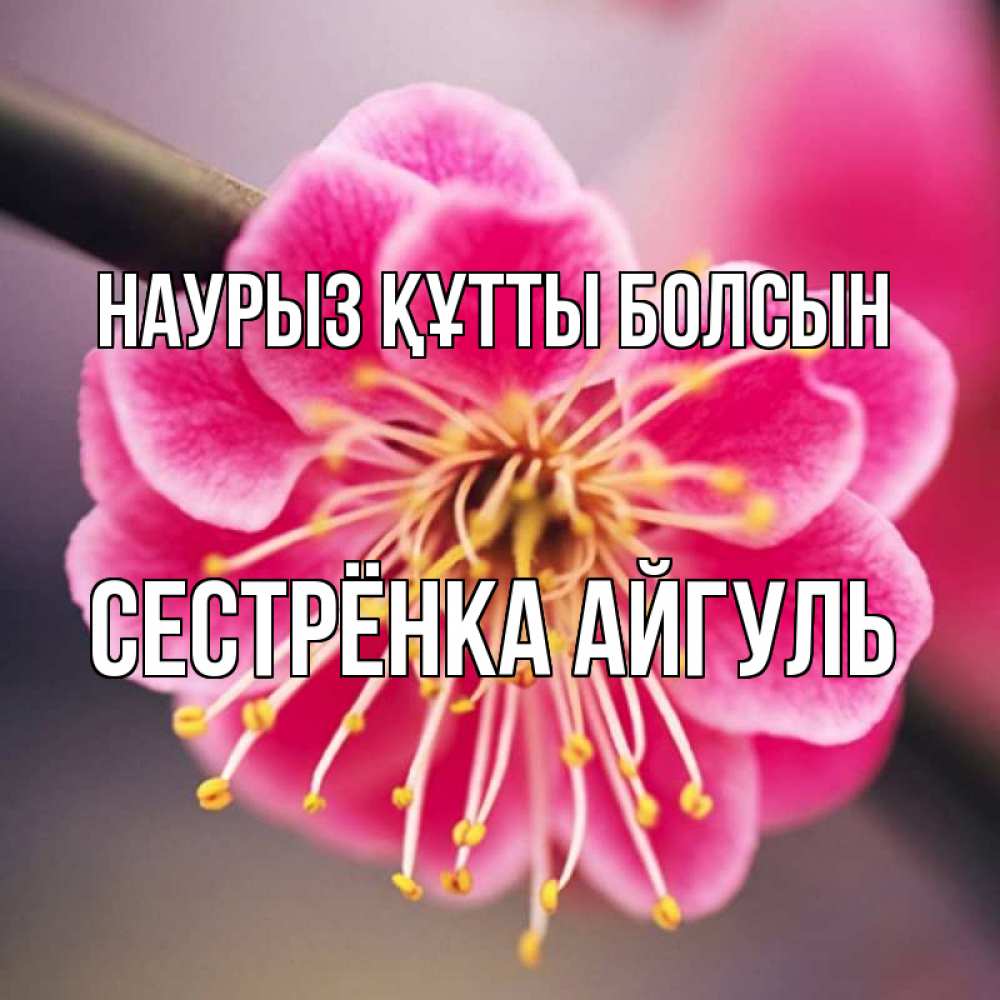 Открытка на каждый день с именем, Сестрёнка-Айгуль Наурыз құтты болсын цветы Прикольная открытка с пожеланием онлайн скачать бесплатно 