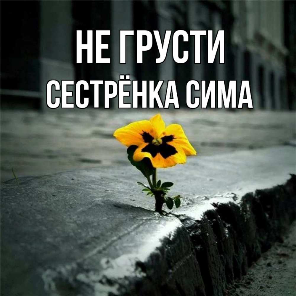 Открытка на каждый день с именем, Сестрёнка-Сима Не грусти не сдавайся Прикольная открытка с пожеланием онлайн скачать бесплатно 