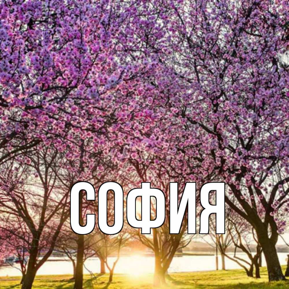 Открытка на каждый день с именем, София Главная праздник весны наурыз Прикольная открытка с пожеланием онлайн скачать бесплатно 