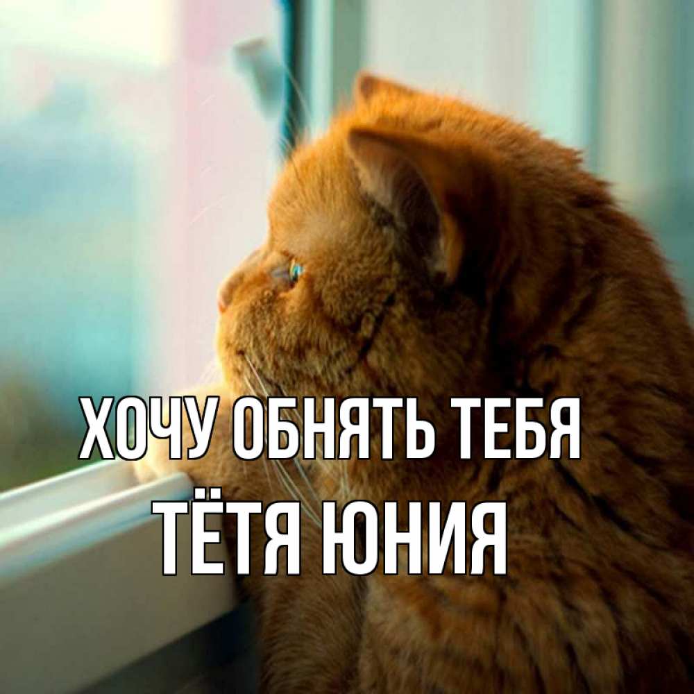Открытка на каждый день с именем, Тётя-Юния Хочу обнять тебя большой огромный рыжий котяра Прикольная открытка с пожеланием онлайн скачать бесплатно 