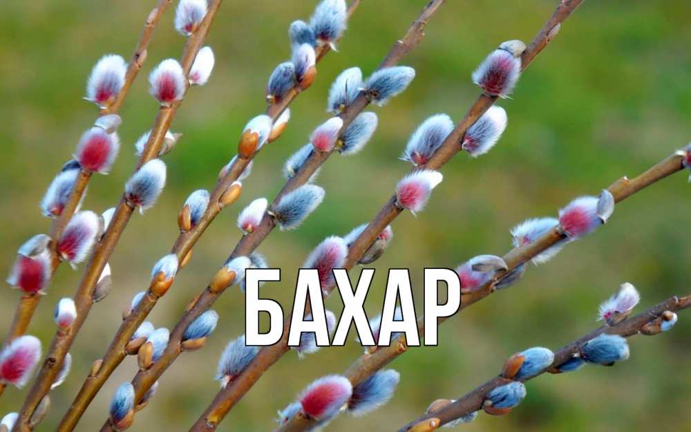 Открытка на каждый день с именем, Бахар Главная верба Прикольная открытка с пожеланием онлайн скачать бесплатно 