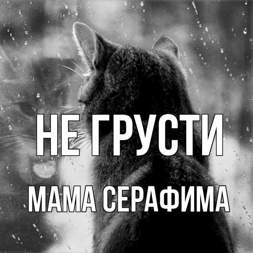 Открытка на каждый день с именем, Мама-Серафима Не грусти отражение кота 1 Прикольная открытка с пожеланием онлайн скачать бесплатно 