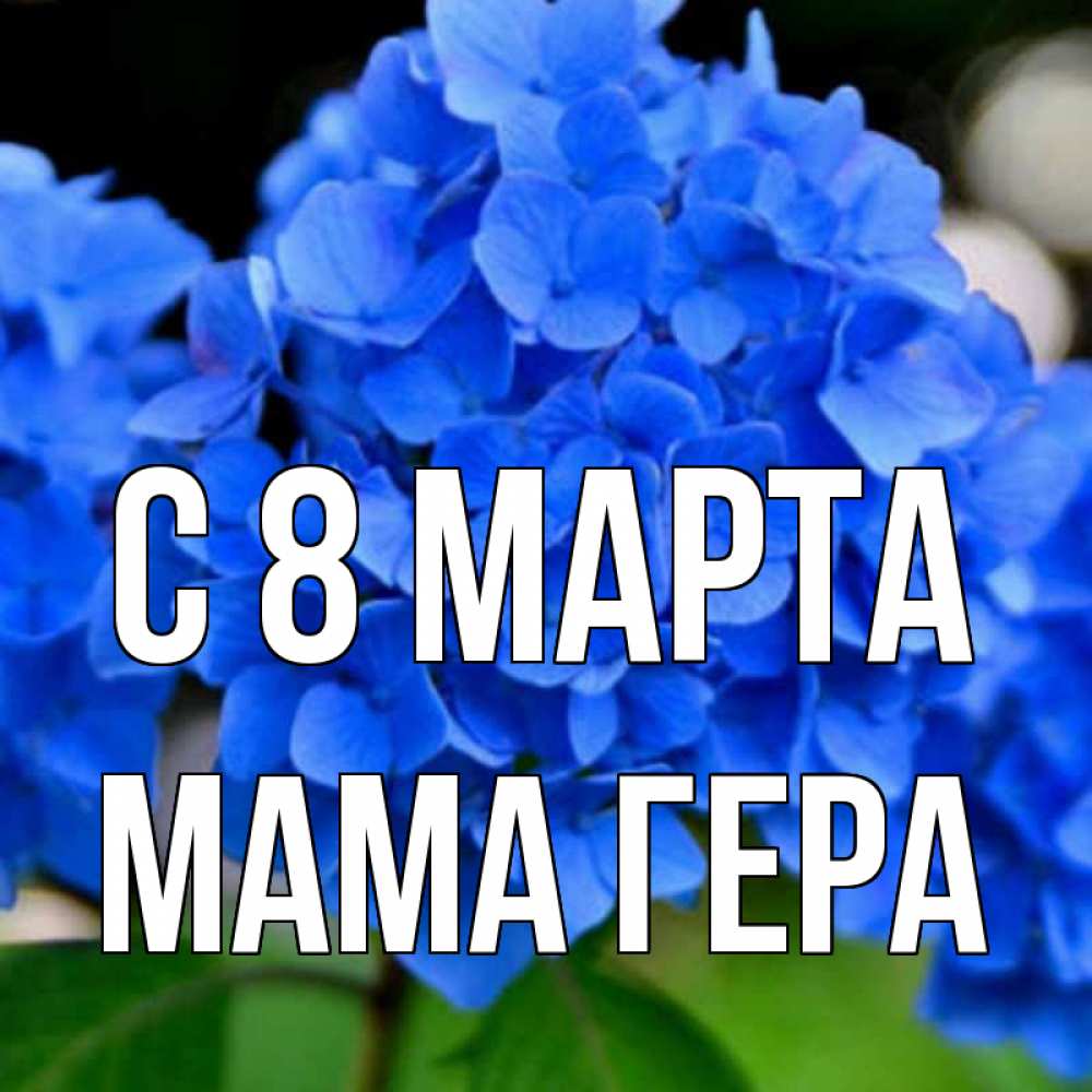 Открытка на каждый день с именем, Мама-Гера С 8 МАРТА синие цветы Прикольная открытка с пожеланием онлайн скачать бесплатно 