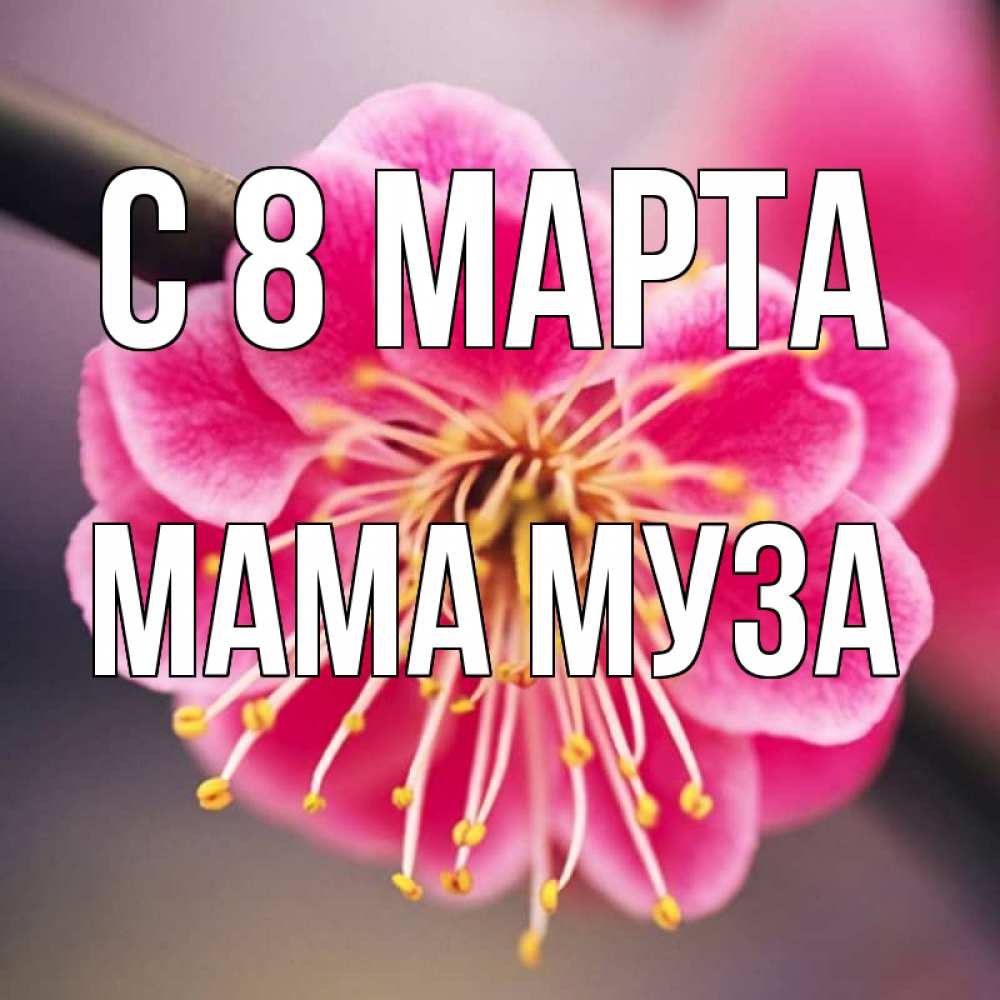 Открытка на каждый день с именем, Мама-Муза С 8 МАРТА цветы Прикольная открытка с пожеланием онлайн скачать бесплатно 