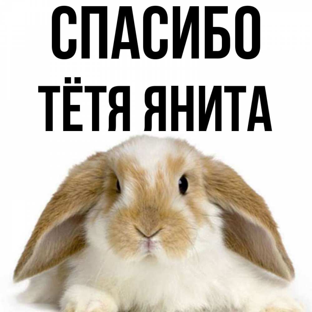 Открытка на каждый день с именем, Тётя-Янита Спасибо коричнево белый заяц Прикольная открытка с пожеланием онлайн скачать бесплатно 