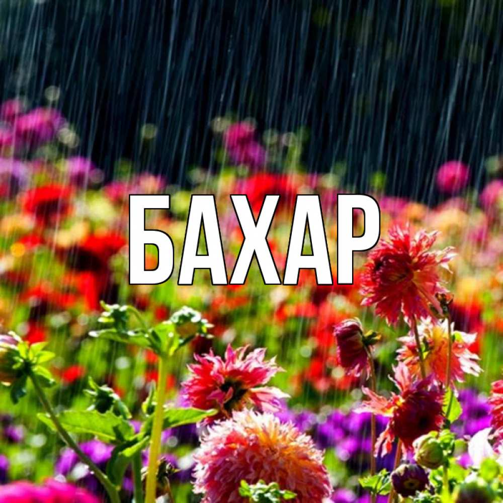 Картинка  с именем , Бахар
