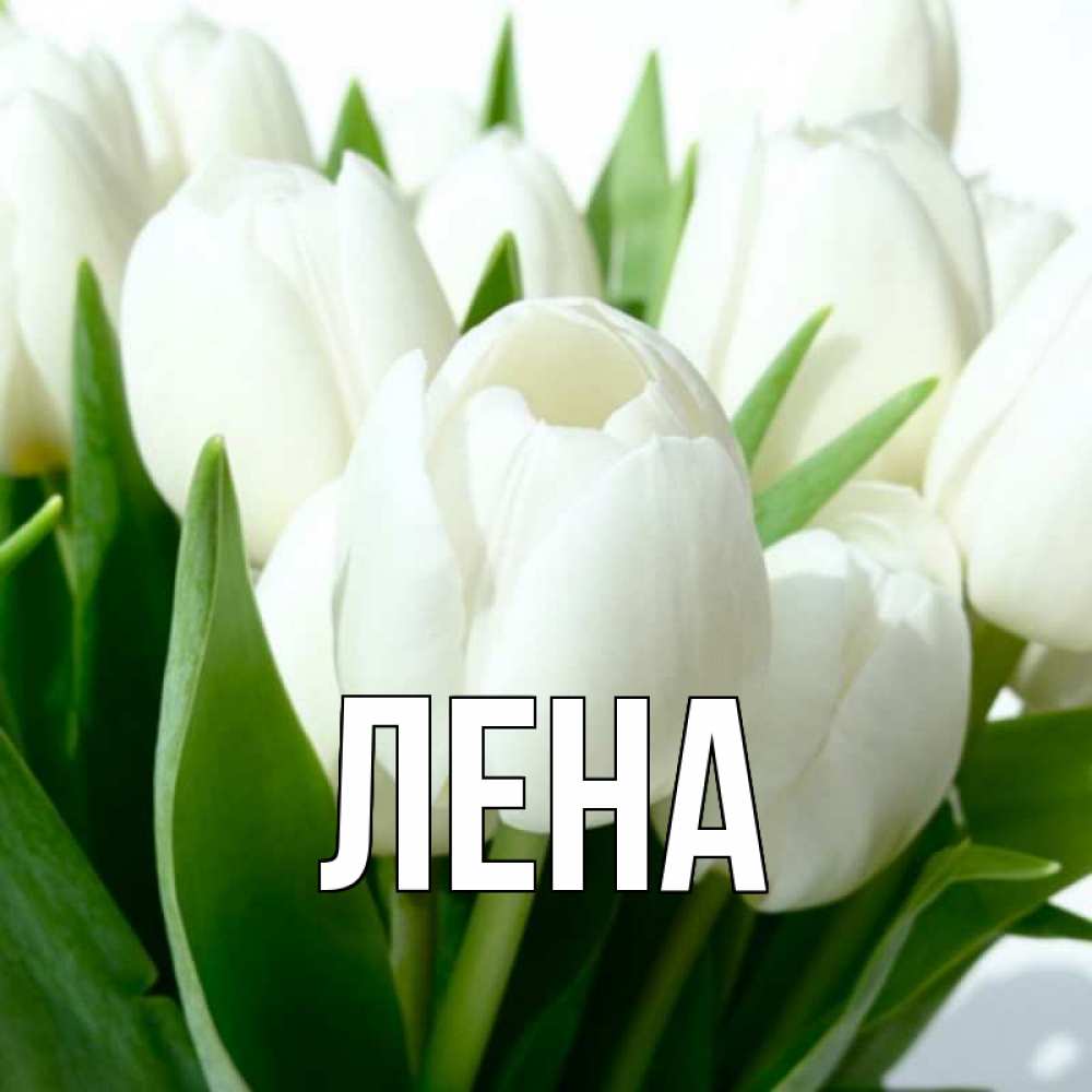 Открытка на каждый день с именем, Лена Главная цветы Прикольная открытка с пожеланием онлайн скачать бесплатно 