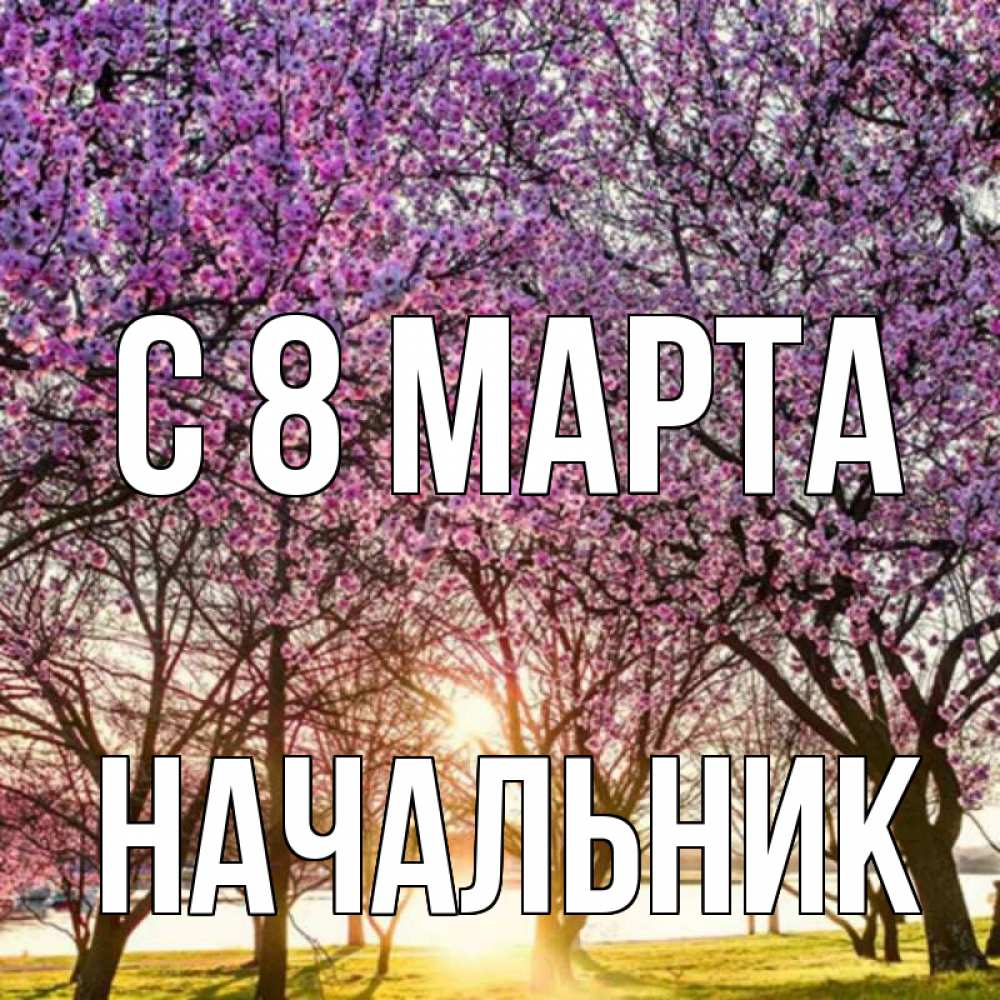 Открытка на каждый день с именем, Начальник С 8 МАРТА международный женский день Прикольная открытка с пожеланием онлайн скачать бесплатно 