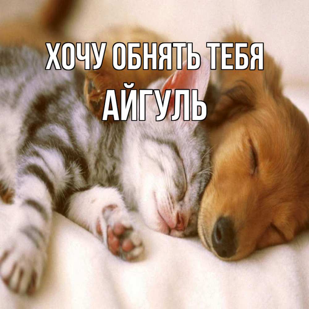 Открытка на каждый день с именем, Айгуль Хочу обнять тебя пес и котенок Прикольная открытка с пожеланием онлайн скачать бесплатно 