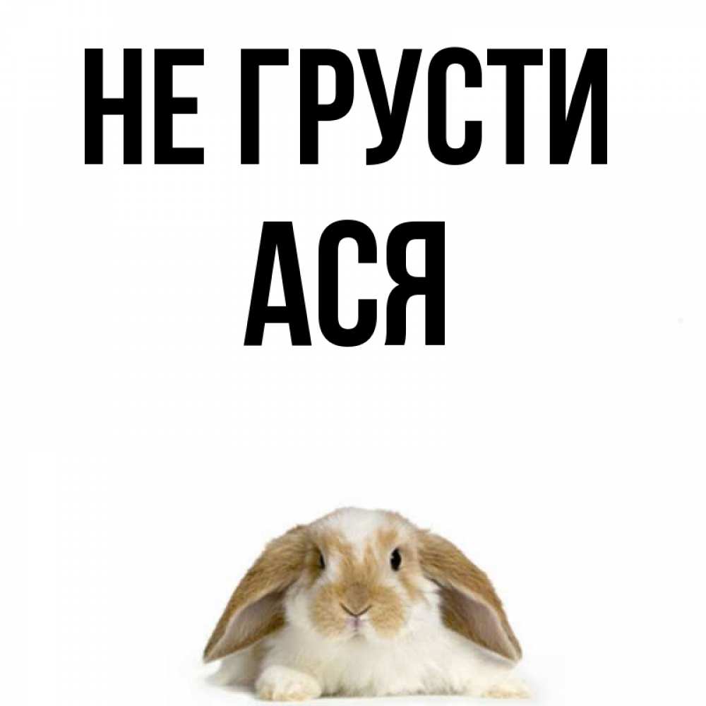 Открытка на каждый день с именем, Ася Не грусти коричнево белый заяц с большими ушками Прикольная открытка с пожеланием онлайн скачать бесплатно 