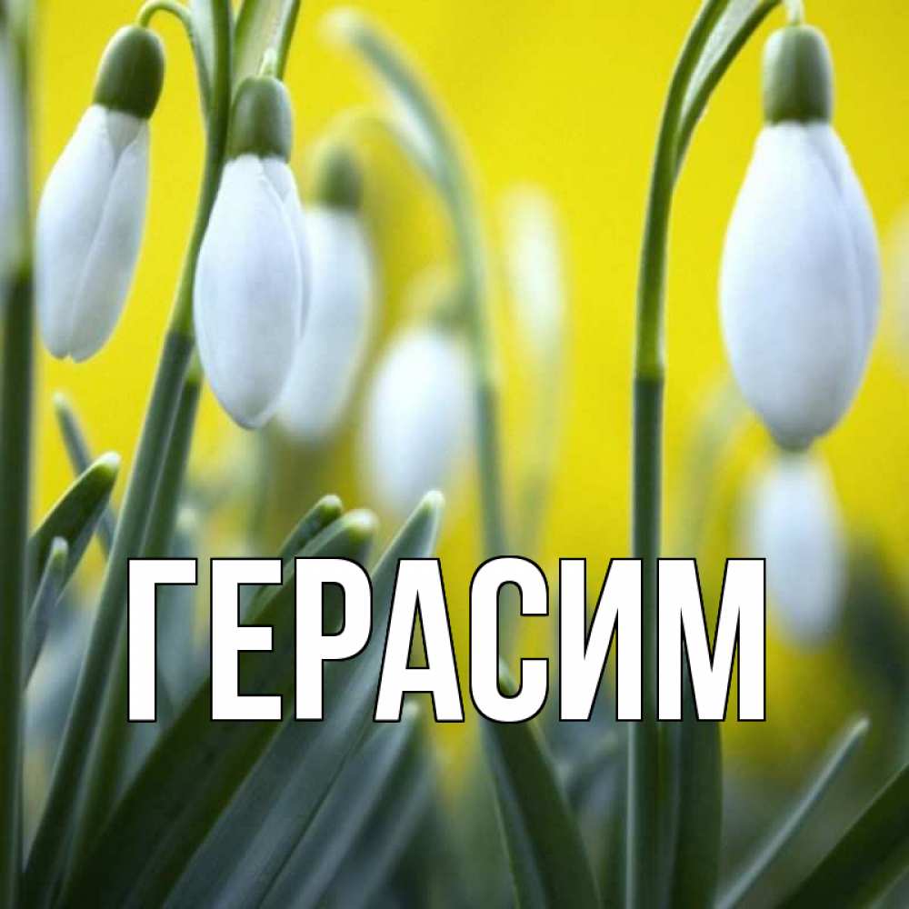 Открытка на каждый день с именем, Герасим Главная весенние цветы Прикольная открытка с пожеланием онлайн скачать бесплатно 