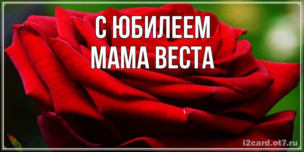 Открытка на каждый день с именем, Мама-Веста С юбилеем розочка очень красивая Прикольная открытка с пожеланием онлайн скачать бесплатно 