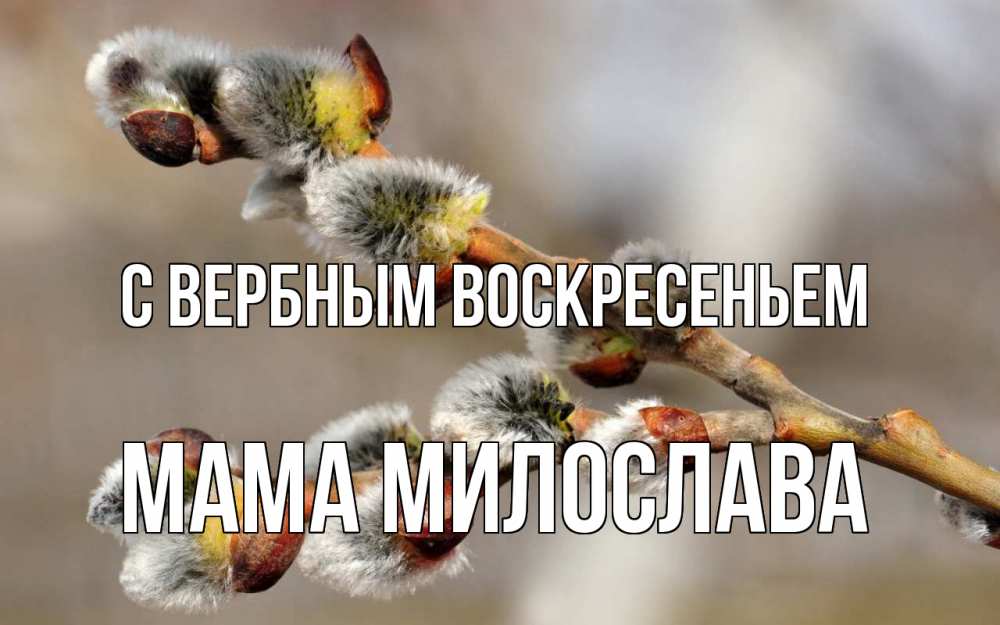Открытка на каждый день с именем, Мама-Милослава С вербным воскресеньем Верба Прикольная открытка с пожеланием онлайн скачать бесплатно 