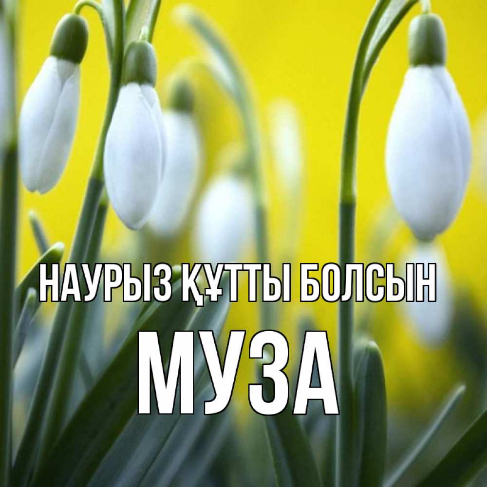 Открытка на каждый день с именем, Муза Наурыз құтты болсын весенние цветы Прикольная открытка с пожеланием онлайн скачать бесплатно 