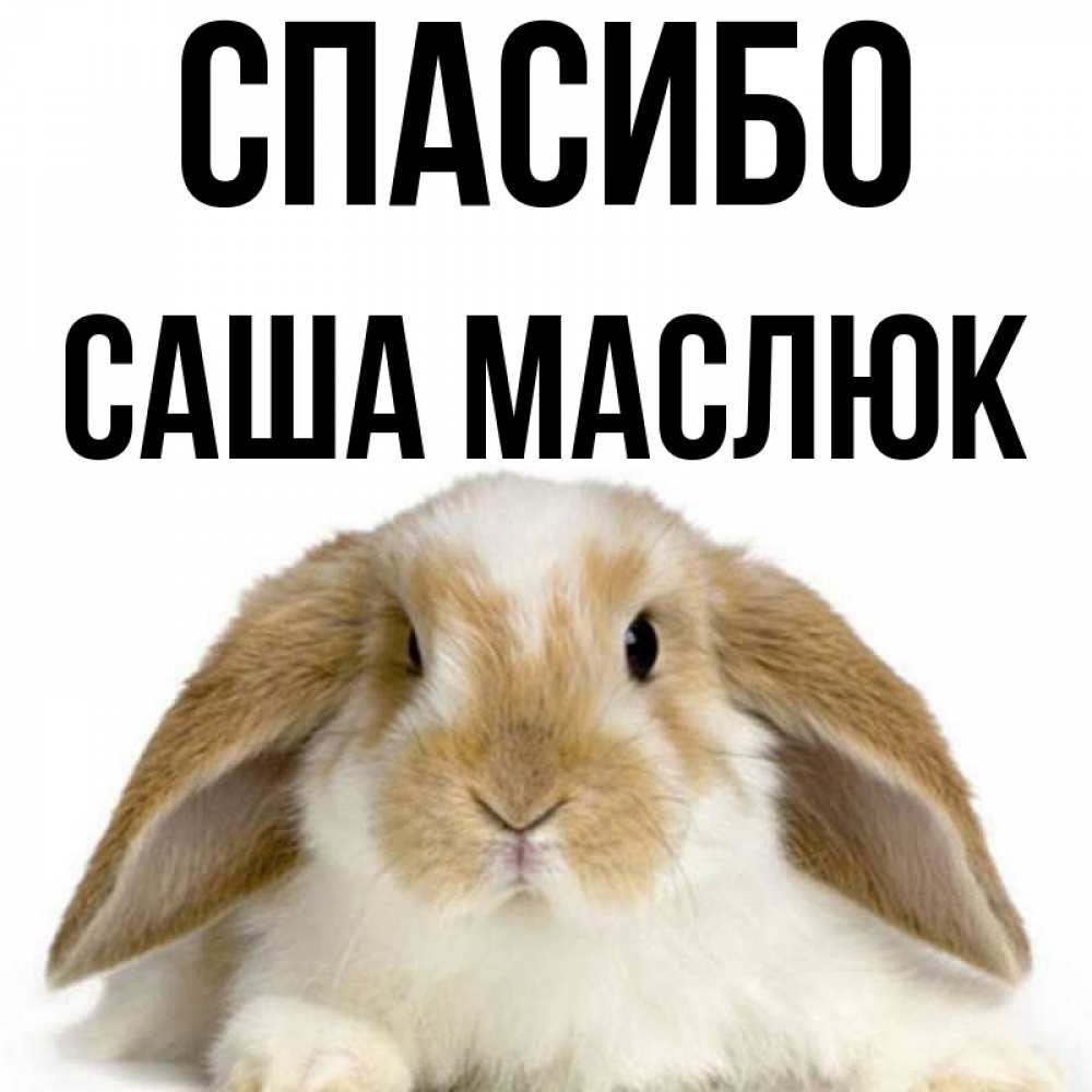 Саша мило