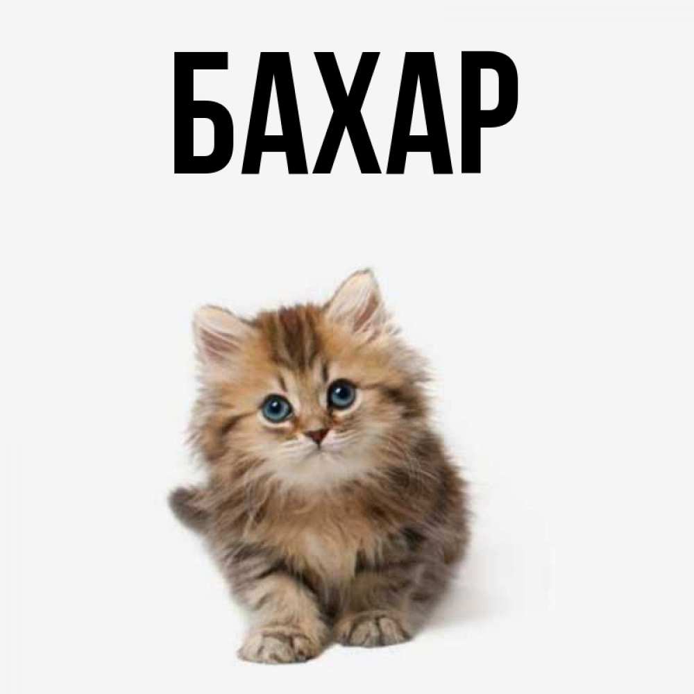 Картинка  с именем , Бахар