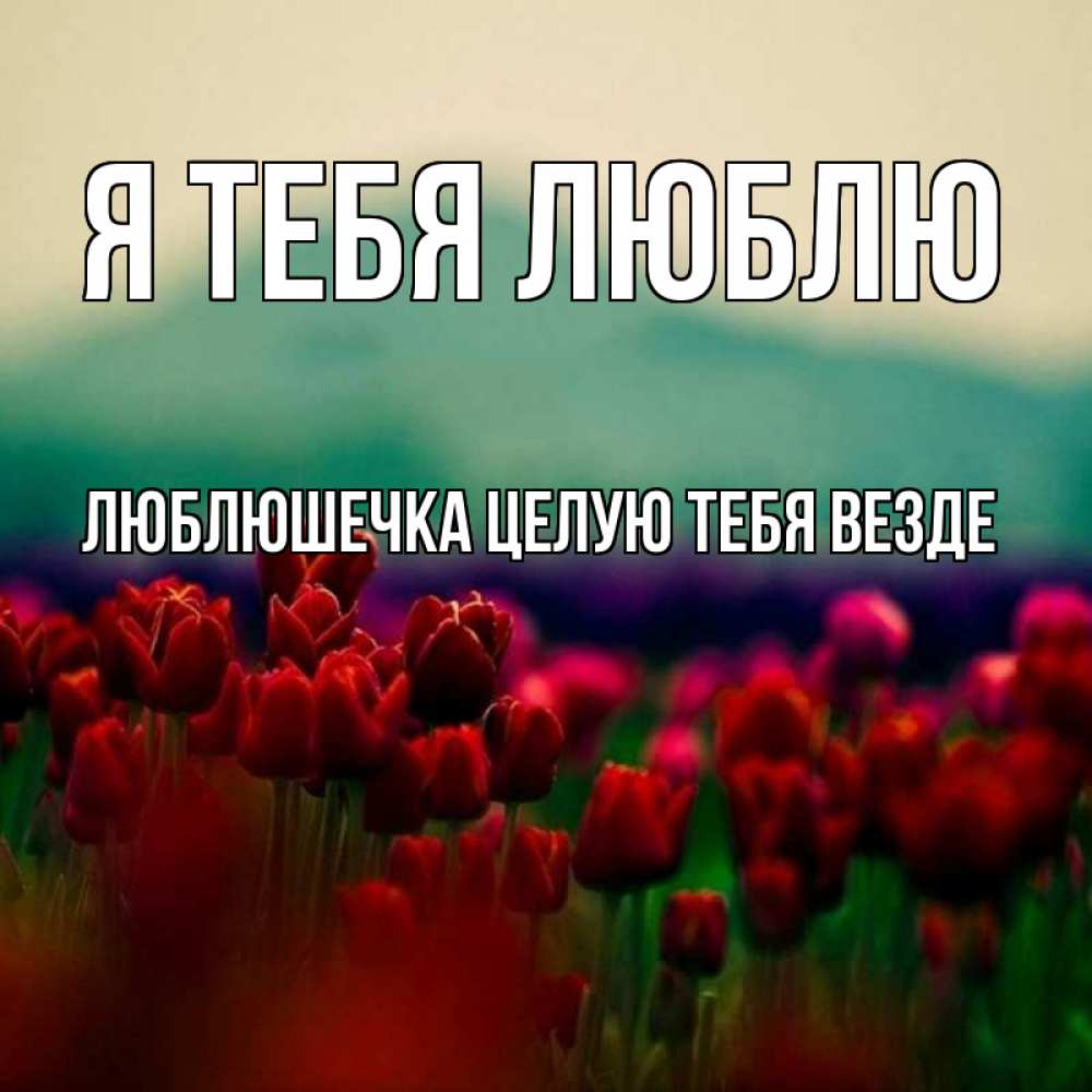 Открытка на каждый день с именем, Люблюшечка-целую-тебя-везде Я тебя люблю тюльпаны 4 Прикольная открытка с пожеланием онлайн скачать бесплатно 