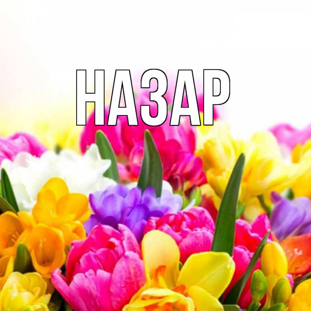 Открытка на каждый день с именем, Назар Главная тюльпаны Прикольная открытка с пожеланием онлайн скачать бесплатно 