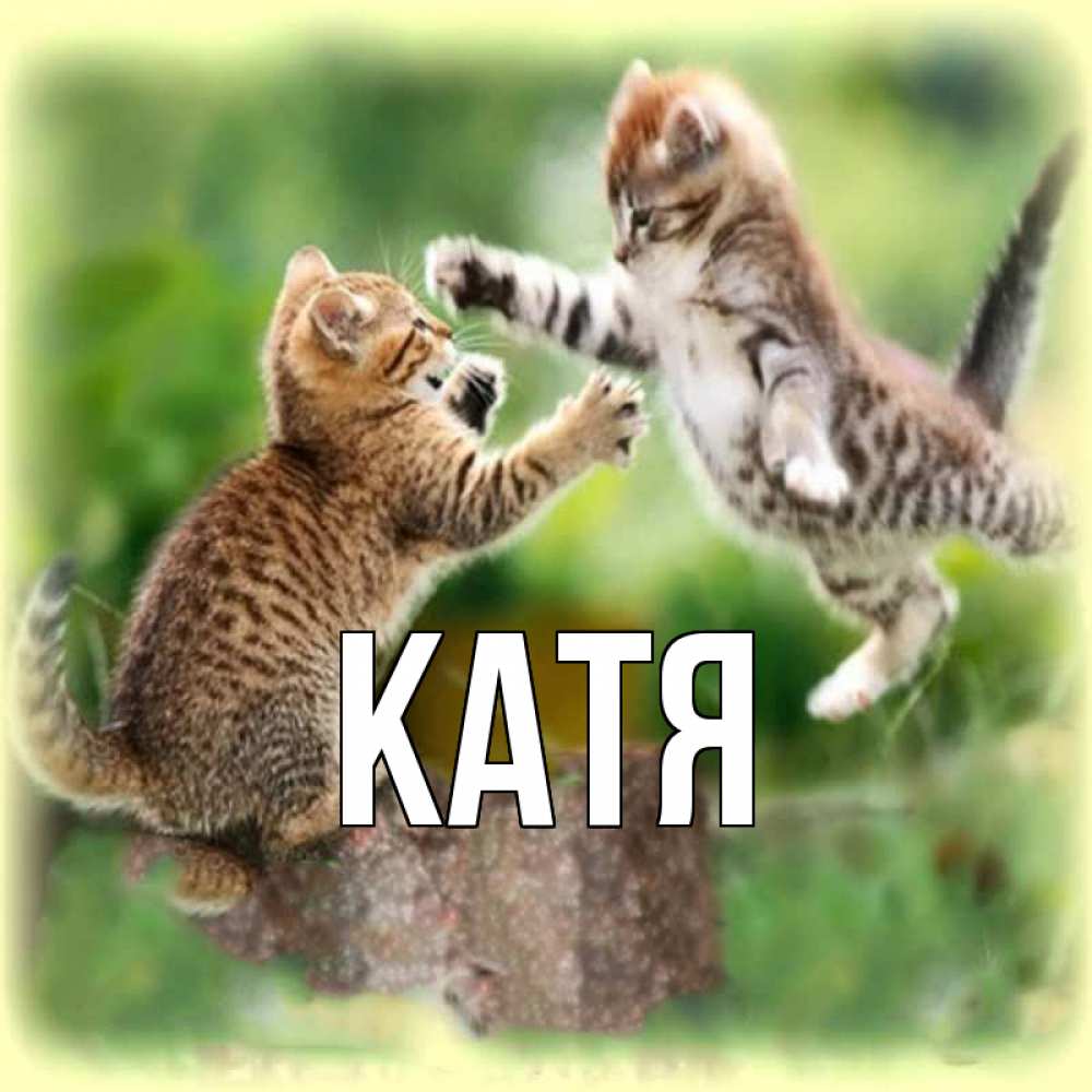 Открытка на каждый день с именем, Катя Главная игры котят Прикольная открытка с пожеланием онлайн скачать бесплатно 